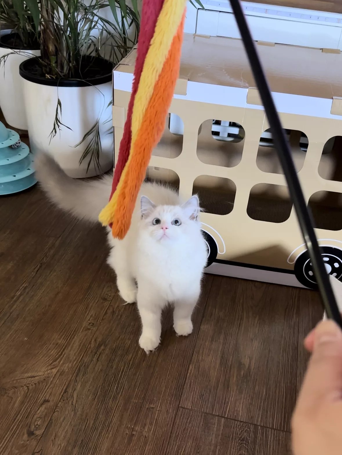 Discover What Ragdoll Cats Like to Play With? Insights From My