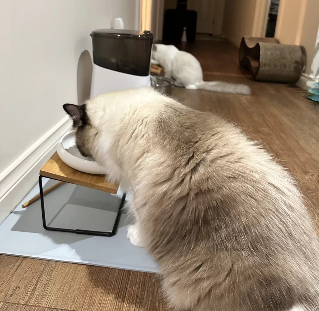 Feeding A Ragdoll Kitten A Clear Guide Ragdoll Named Hugo