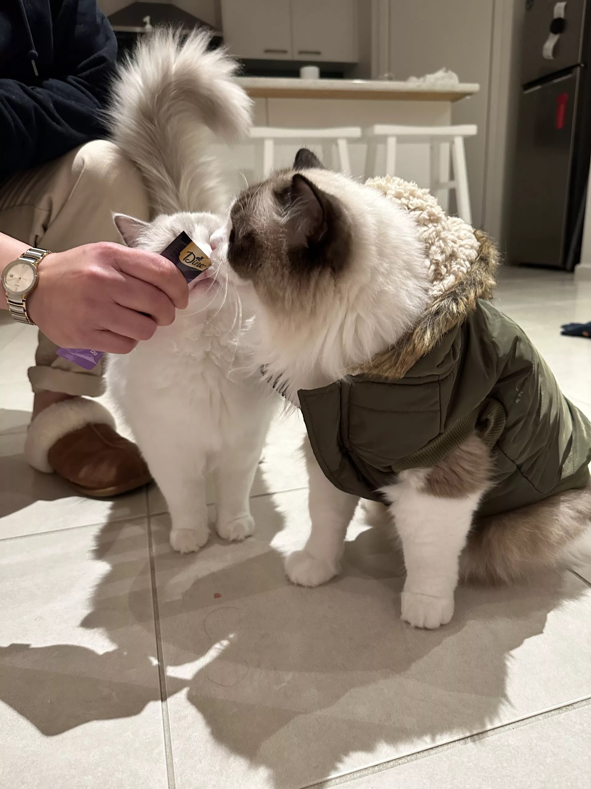 Feeding A Ragdoll Kitten A Clear Guide Ragdoll Named Hugo