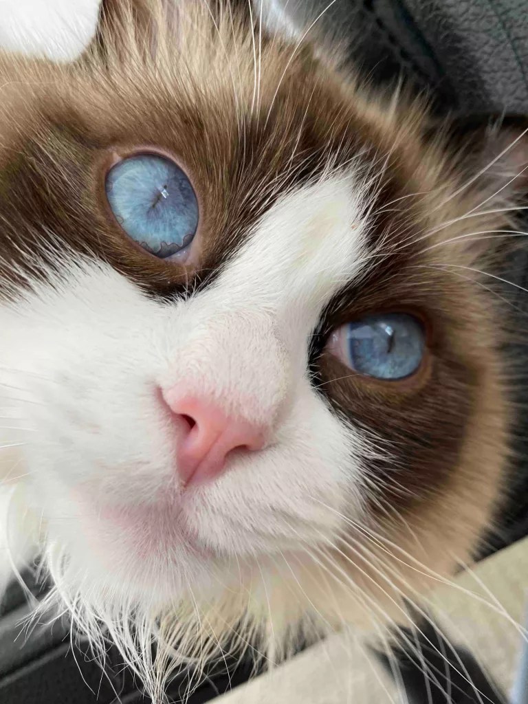 How Much Should a Ragdoll Kitten Cost? Ragdoll Named Hugo