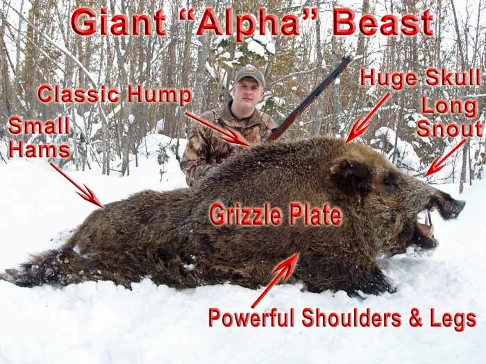 Giant Boar Hunt Dangerous Game Hunting Adventures Raging Boars