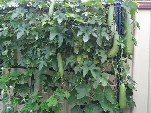 Luffa, Smooth Luffa, Turai, Sebot, Patola, Chinese Okra 5 Seeds Rahi SeedBank