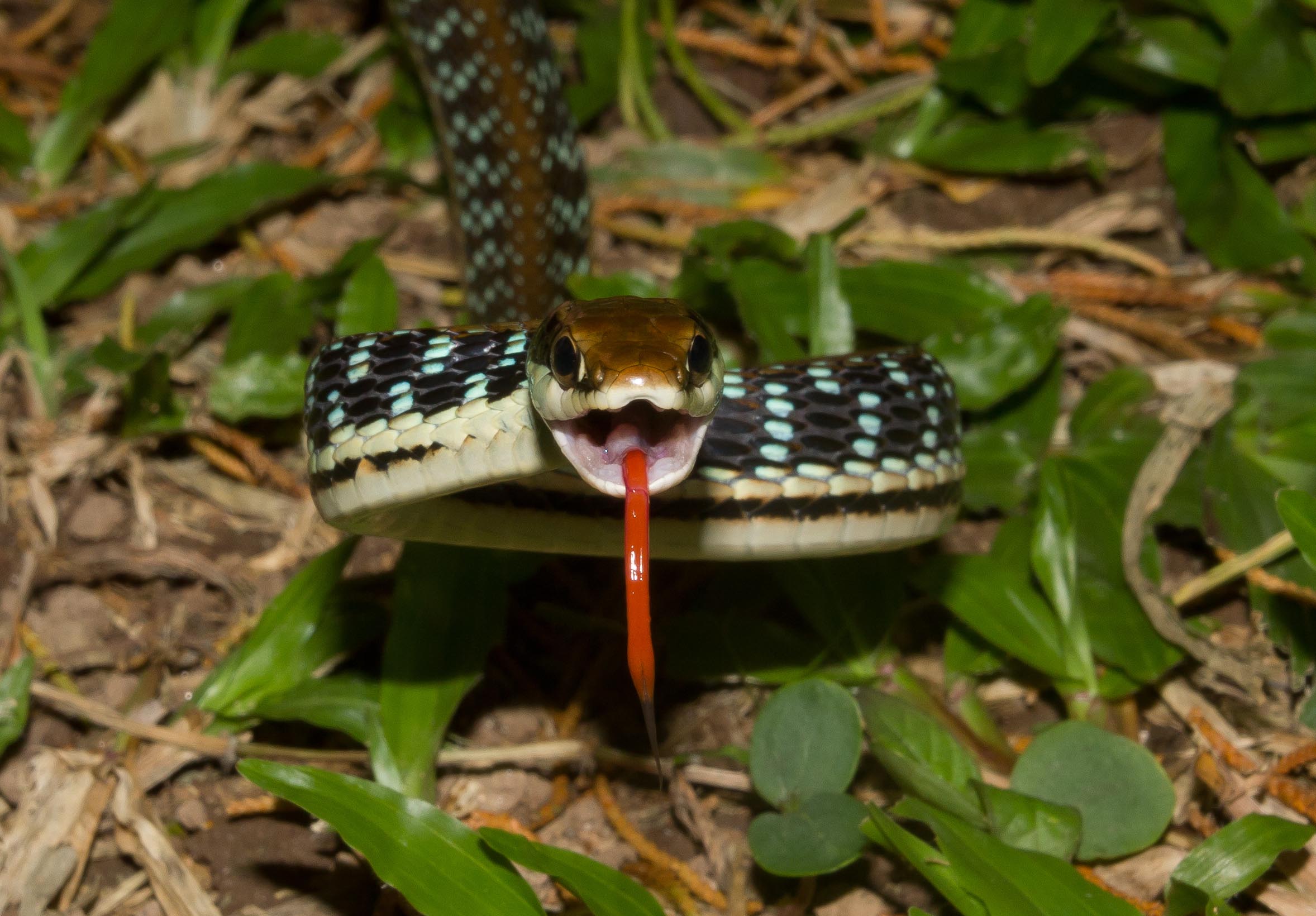 Rainforest June 2015