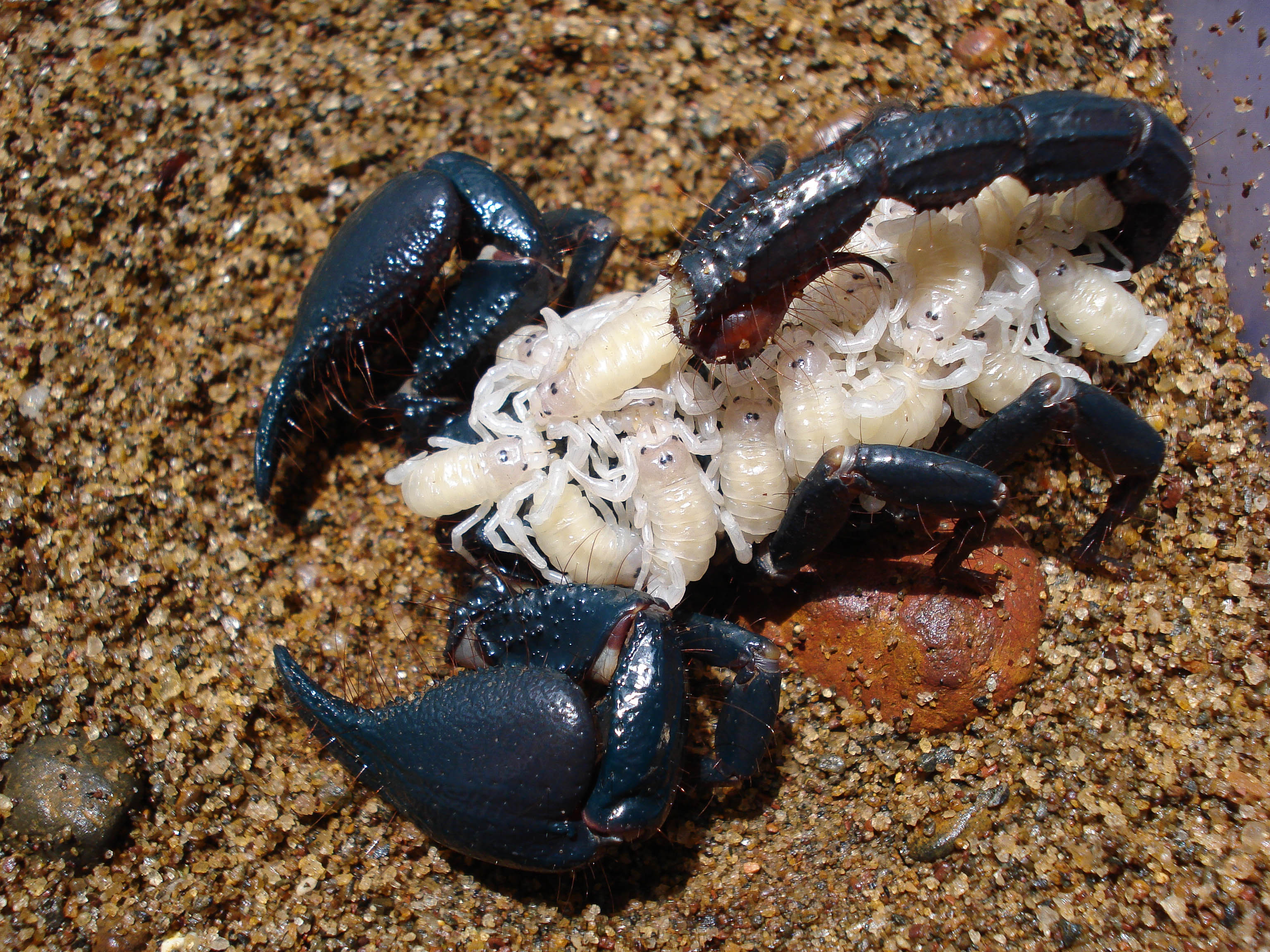 scorpion 黑马素材网