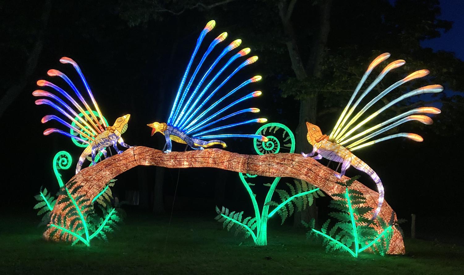 Franklin Park Zoo lights up the night The Raider Times