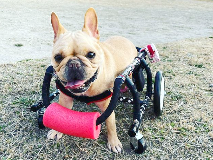 製品 【愛知県】可愛い犬用車椅子プラスワン