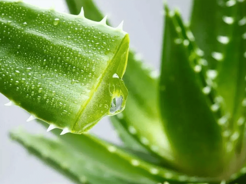 Best Herb For Skin Allergy, Rash, Irritation And Infection Rainbow