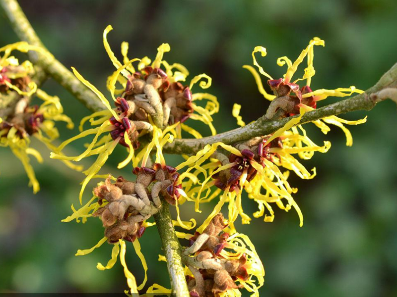 Best Herb For Skin Allergy, Rash, Irritation And Infection Rainbow