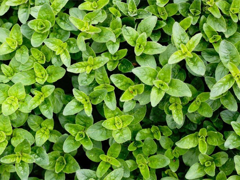 Natural Antibiotics for Dogs Effective and Safe Remedies Rainbow Feeding