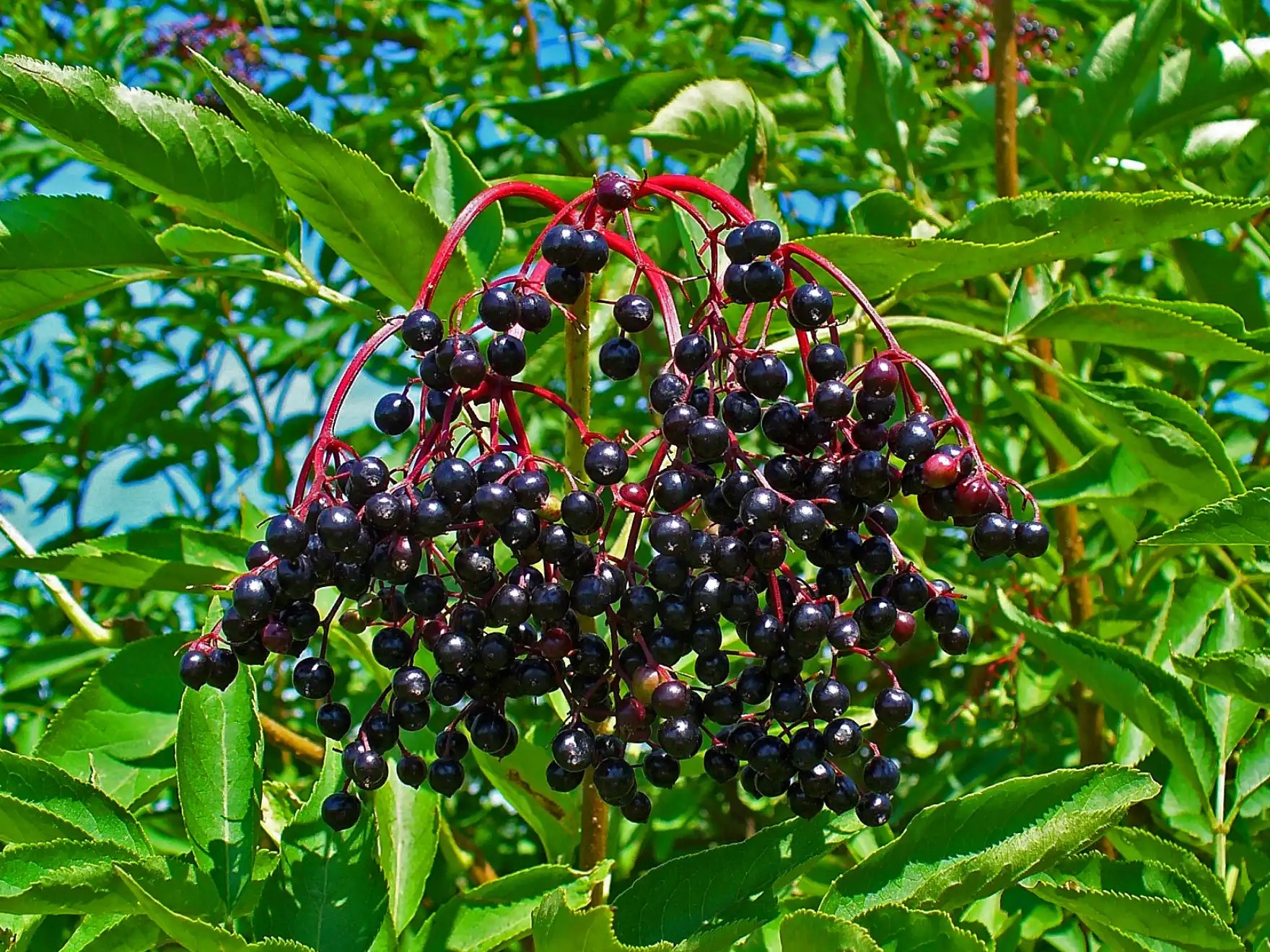 'Ranch' Hybrid Elderberry — Scion Cuttings and Pots Rainbow Grove