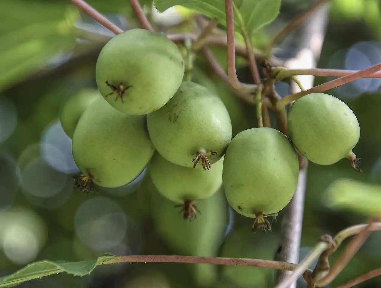 'Male' Hardy Kiwi — Potted Plants Rainbow Grove