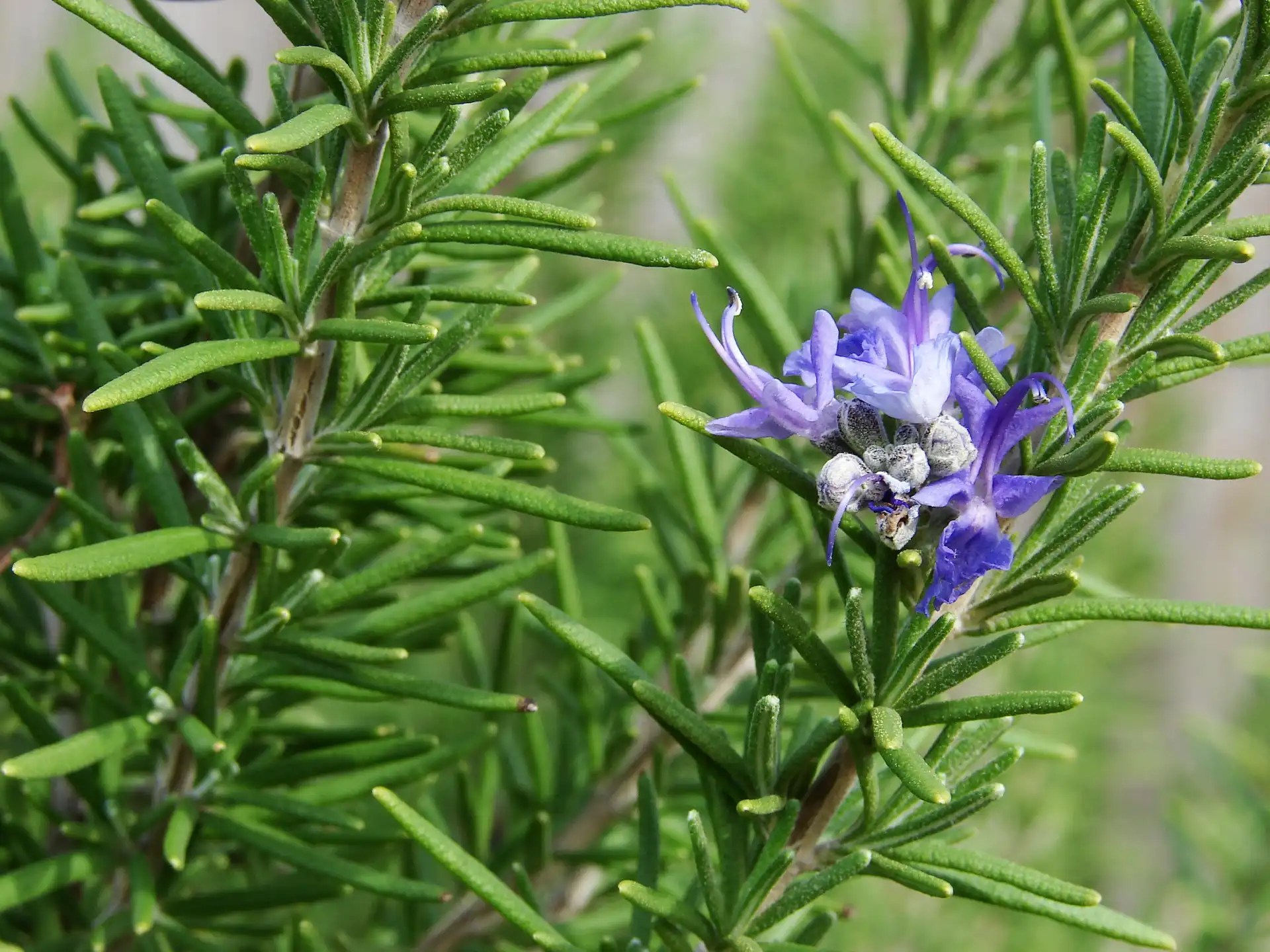 Rosemary (Salvia rosmarinus) — Pots and Cuttings Rainbow Grove