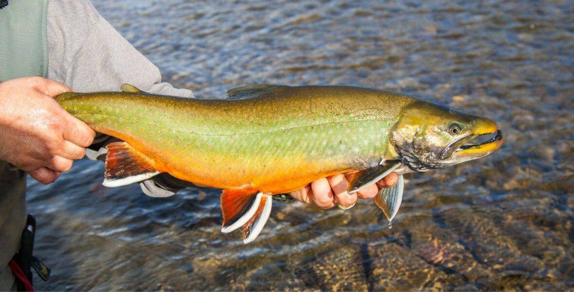 Dolly Varden Char Rainbow King Lodge