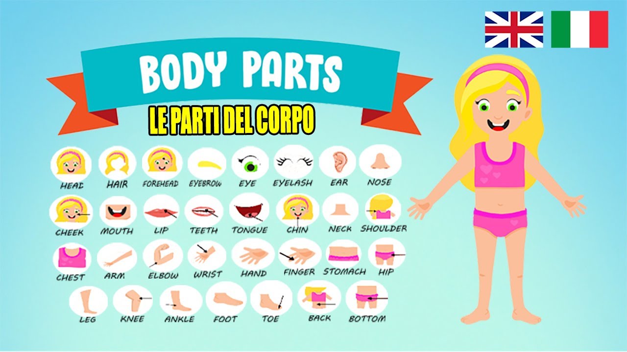 Parti del Corpo in Inglese Body Parts Vocabulary in English Rainbow