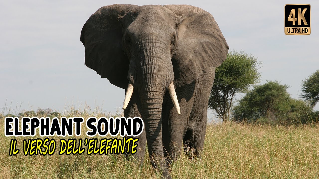 verso elefante Rainbow Magic English