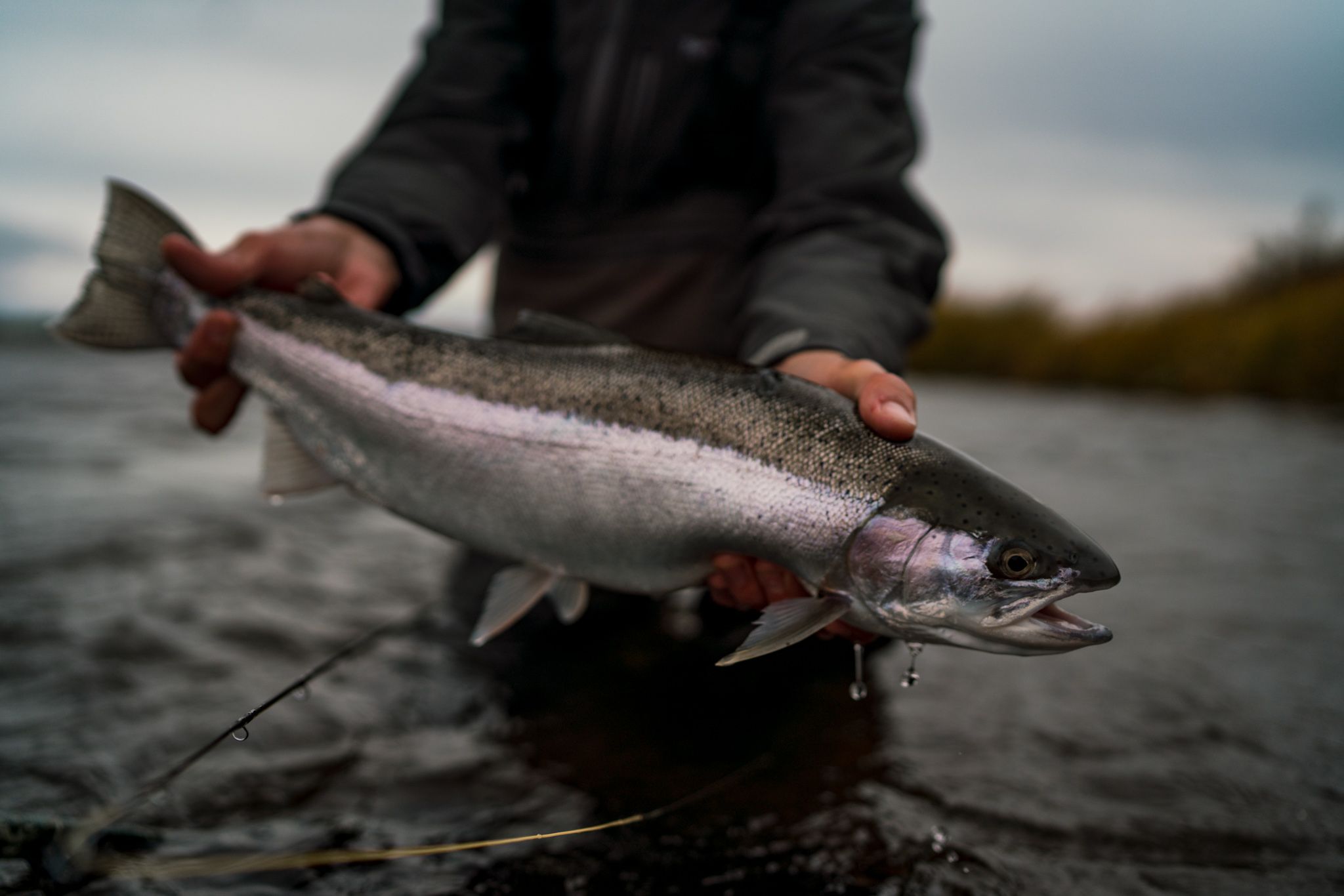 Rainbow Trout Fishing in Alaska Alaska Fly Fishing Lodge