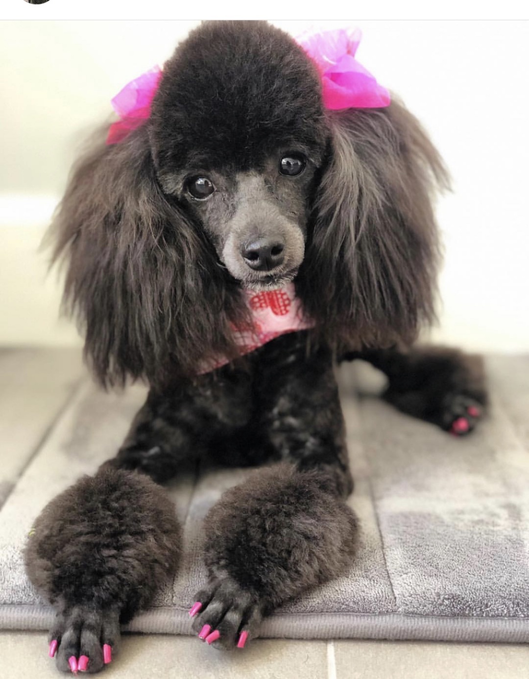 Fun Pics Rainbow Toy Poodles