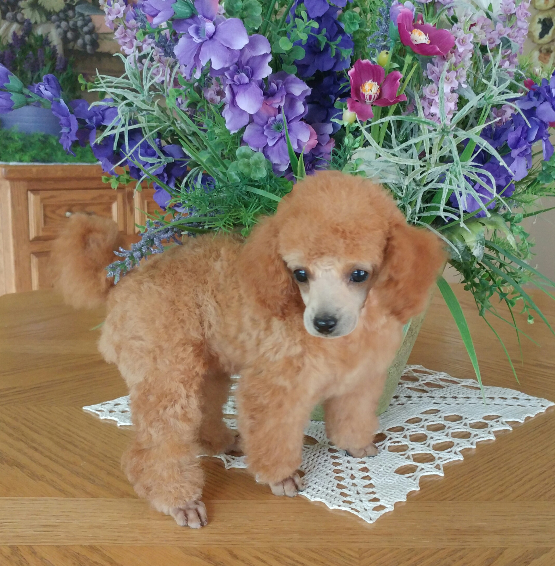 Bella 2 Rainbow Toy Poodles