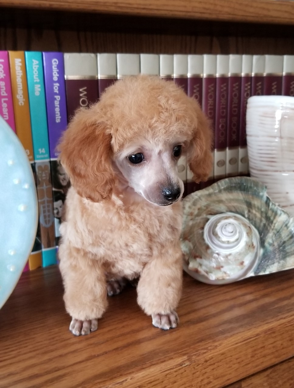 Archie 2 Rainbow Toy Poodles