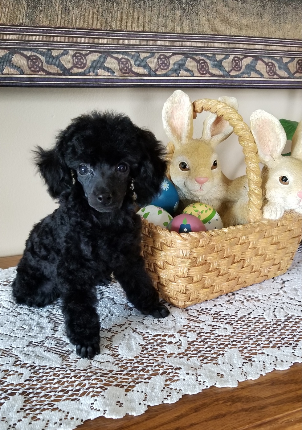 “Eli” Rainbow Toy Poodles