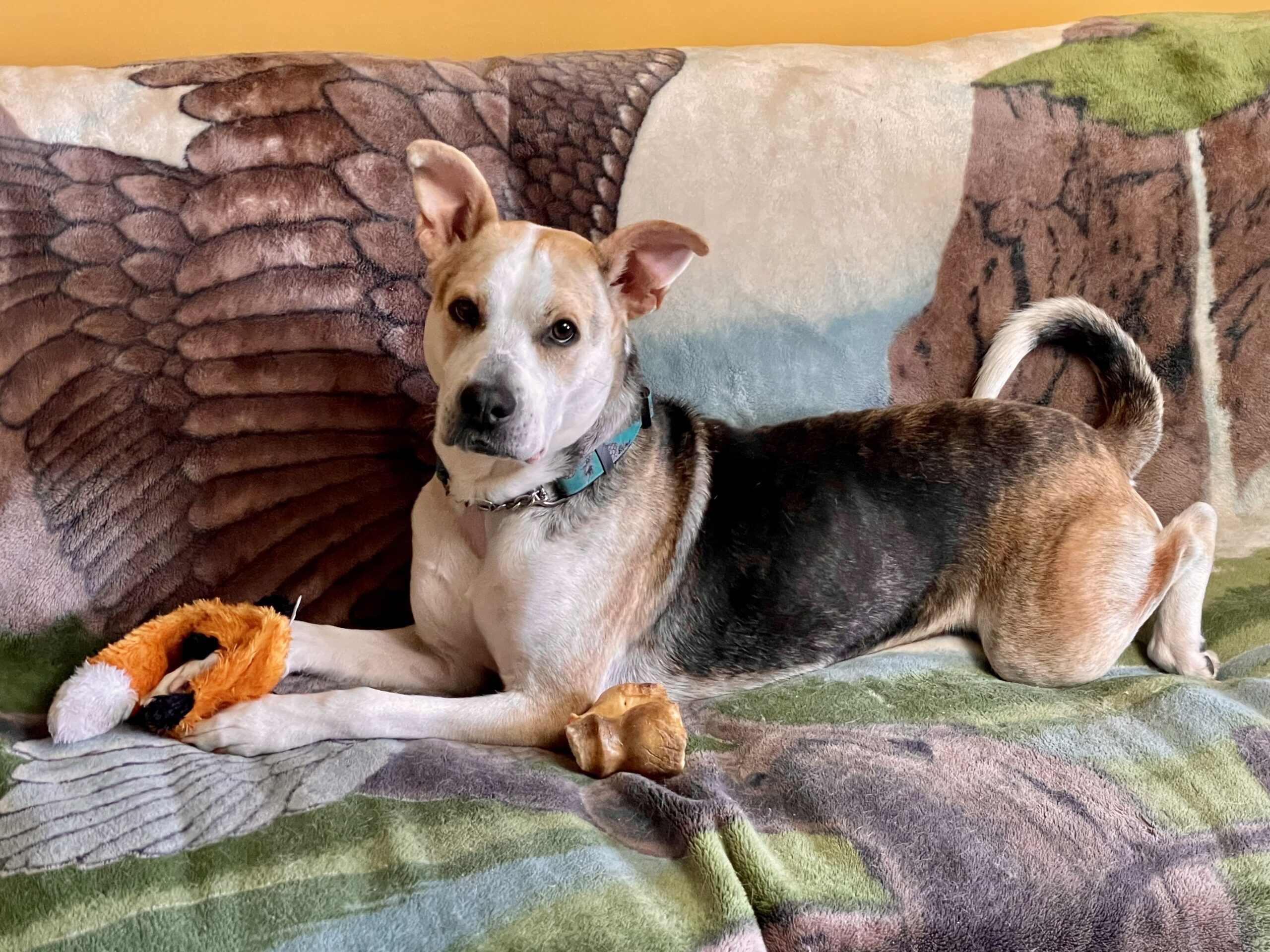 Home RainCoast Dog Rescue