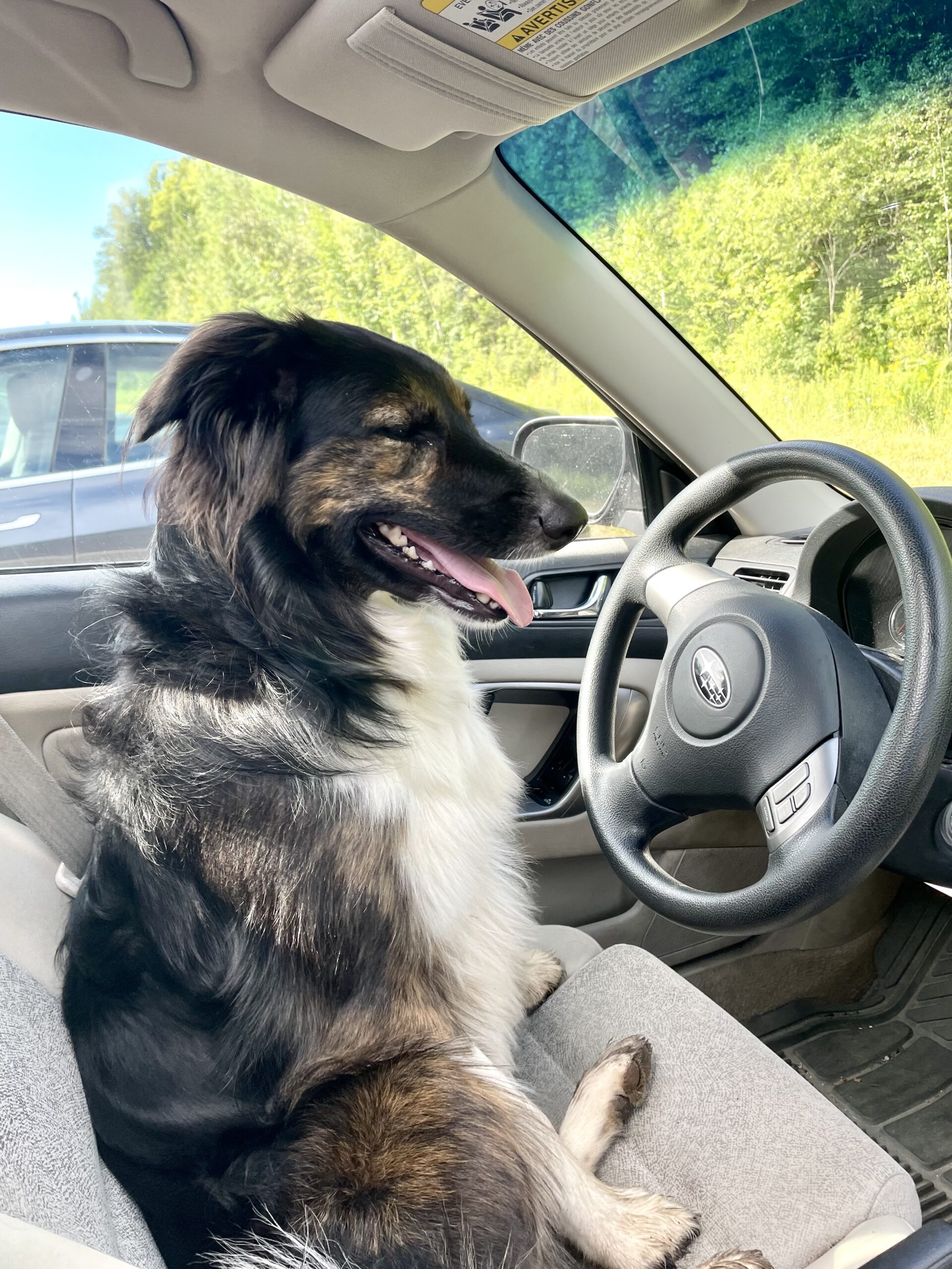 Home RainCoast Dog Rescue