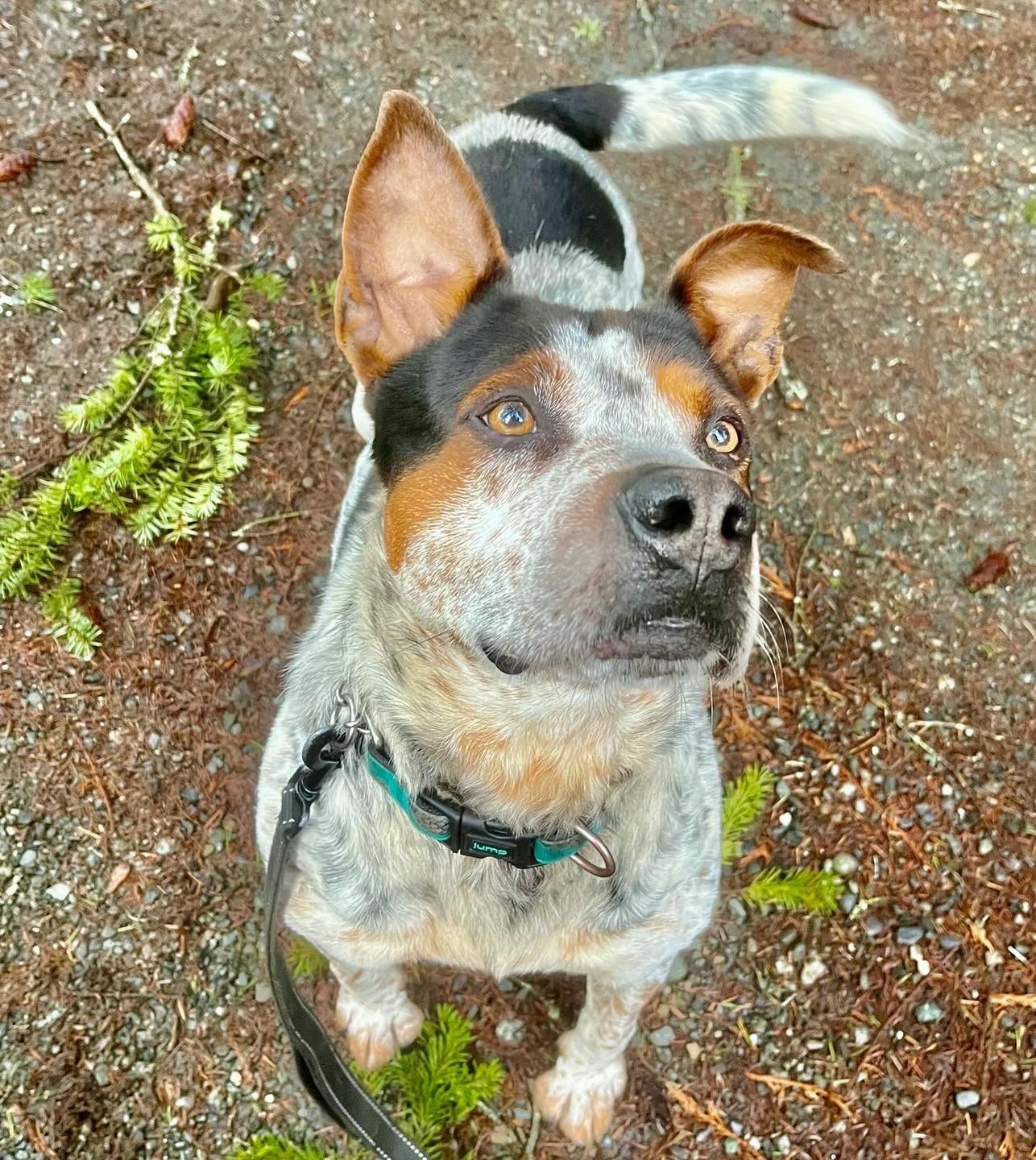 Adoptable Dodge RainCoast Dog Rescue