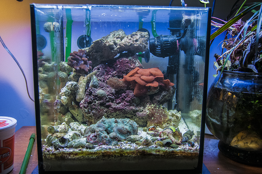 12 Gallon Cube Nano Reef Tank Rainforest Concepts