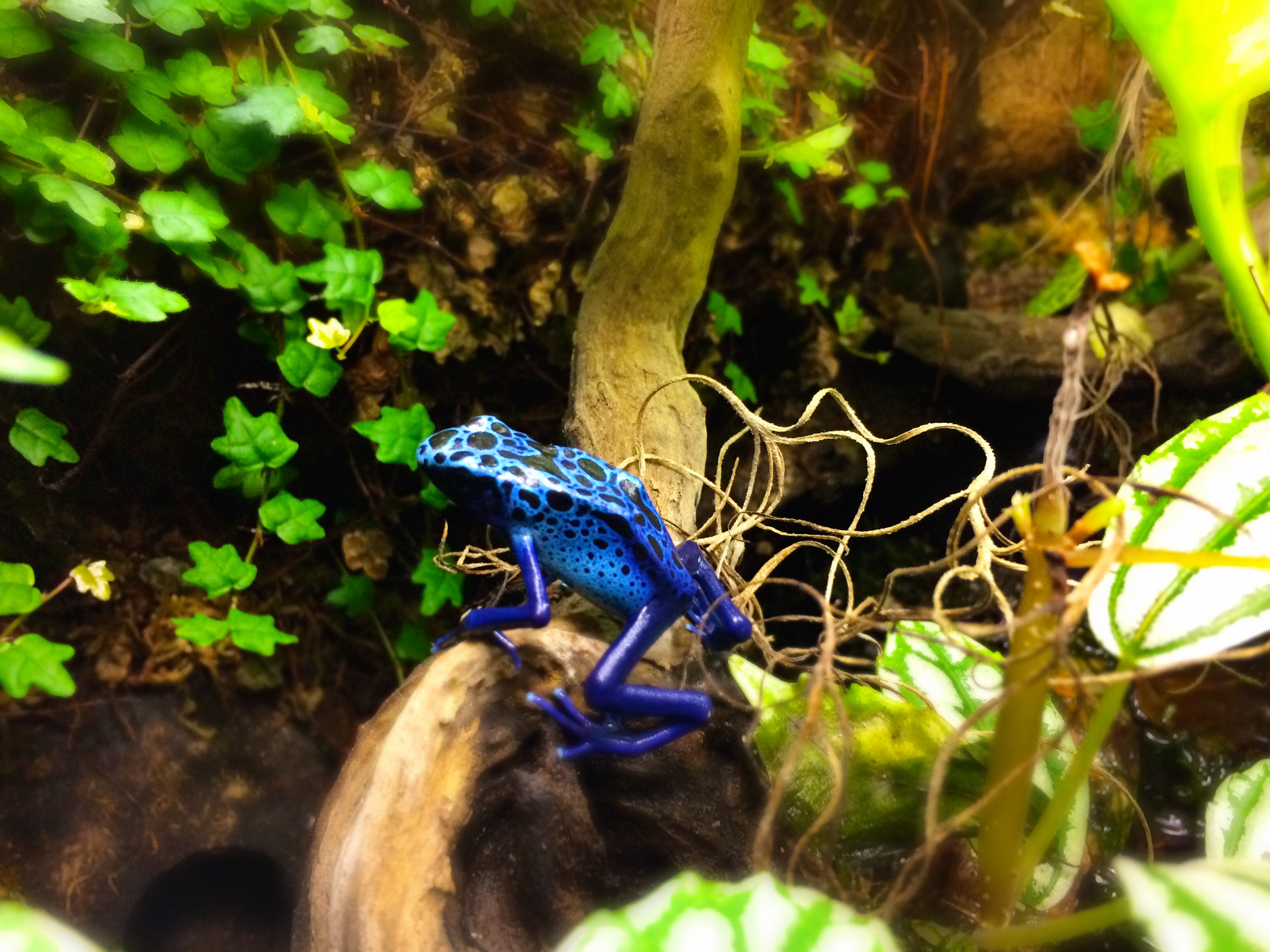 Climbing Azureus Poison Dart Frog Rainforest Concepts