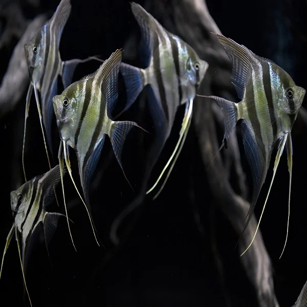 Altum Angel Rainforest Fish