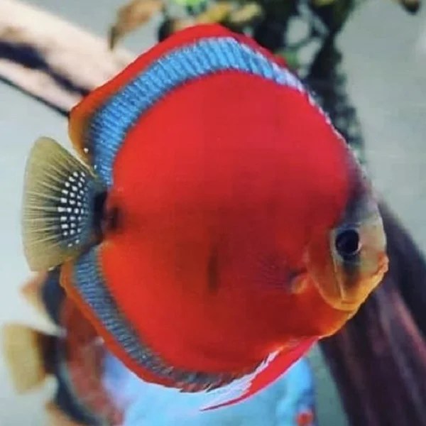 Red Cover/Rose Red Rainforest Fish