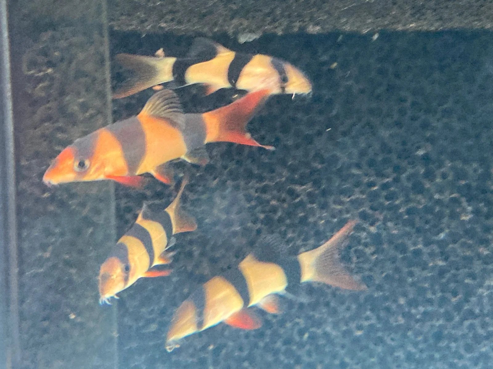 Clown Loach Rainforest Fish