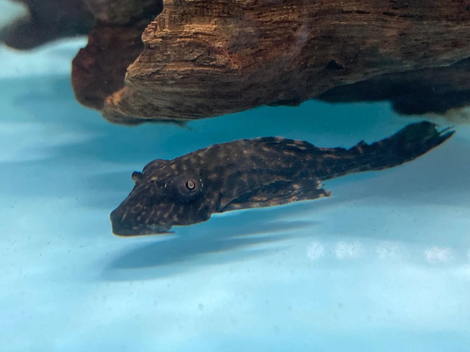 Common Pleco Rainforest Fish