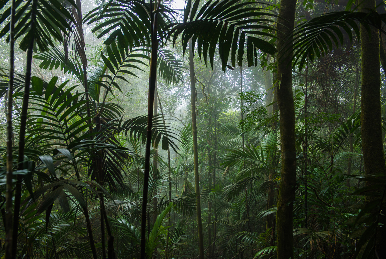 Wereld Natuur Fonds (Wnf) En Rainforest Lighting.