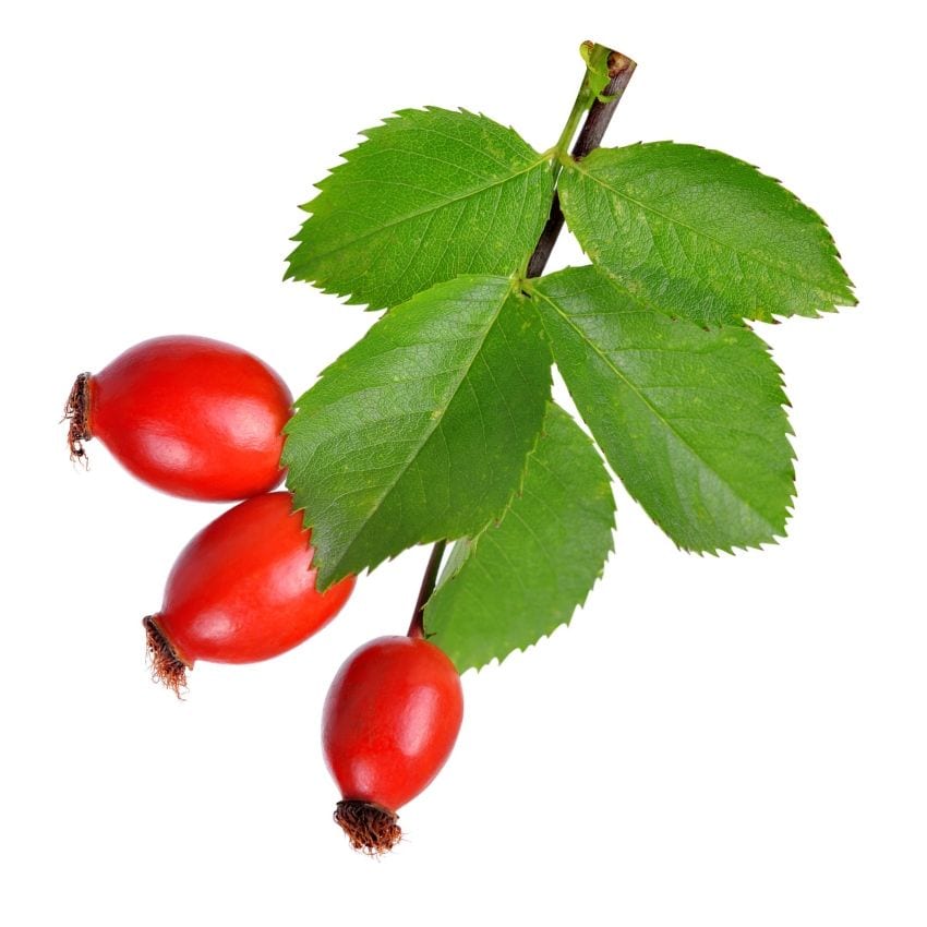 Rose Hips Powder Rainforest Supply