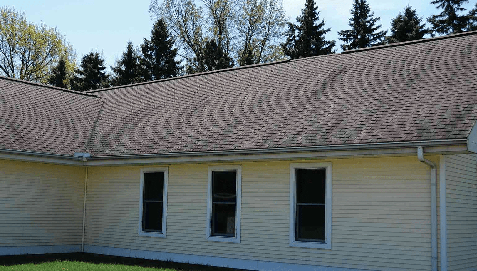 Algae Growth on Asphalt Shingles A Guide from Rainguard Roofing