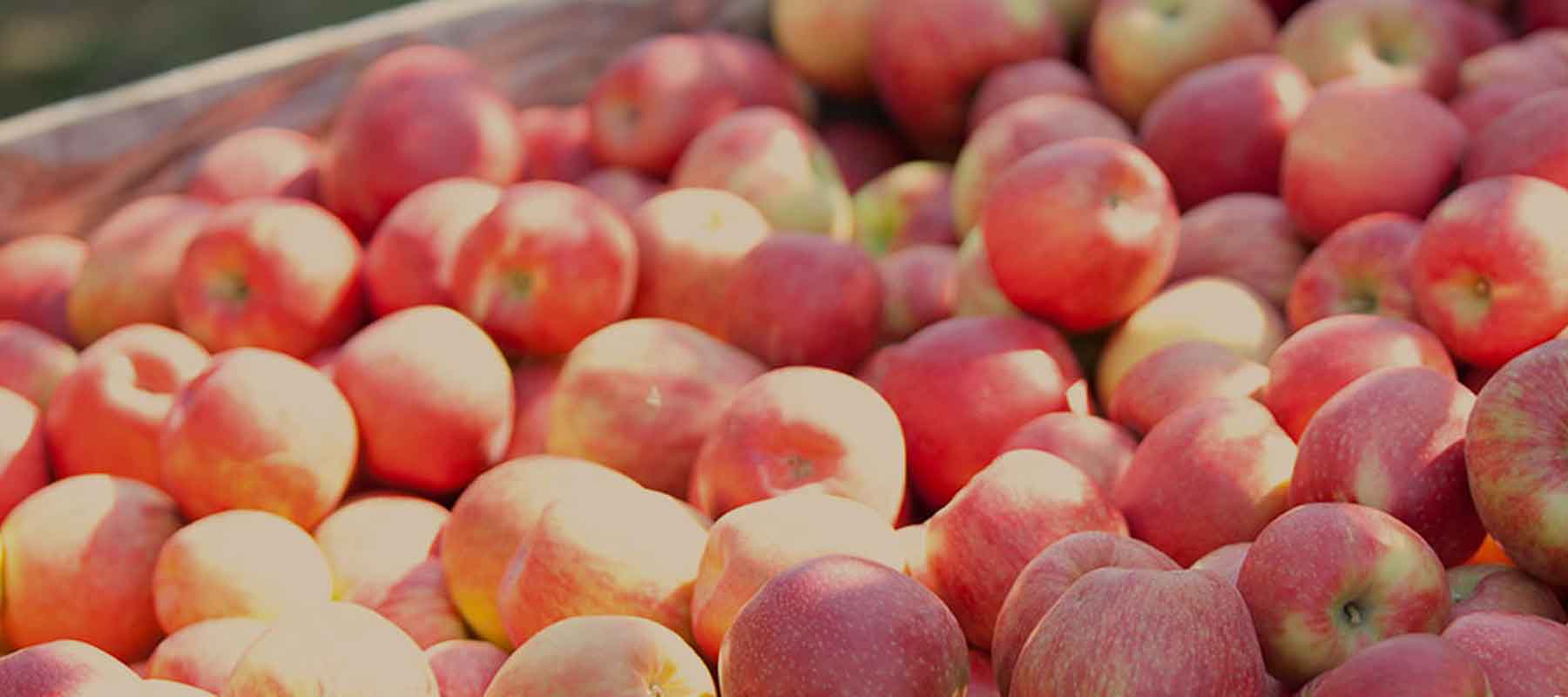 Types of Apples Our Fruit Rainier Fruit Company