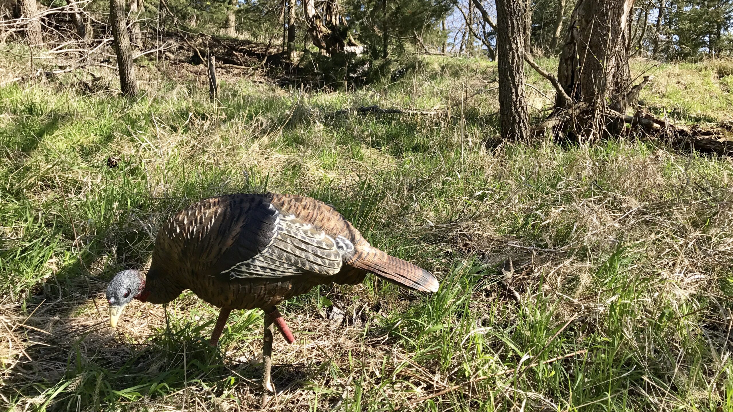 avian x feeder decoy