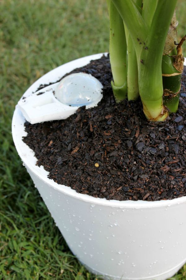 How I Water My Indoor Plants Only ONCE Every Few Months - And yes, they are thriving! / Nimbus Pot