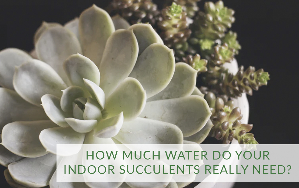 How Much Water do your Indoor Succulents Really Need? Rainscape