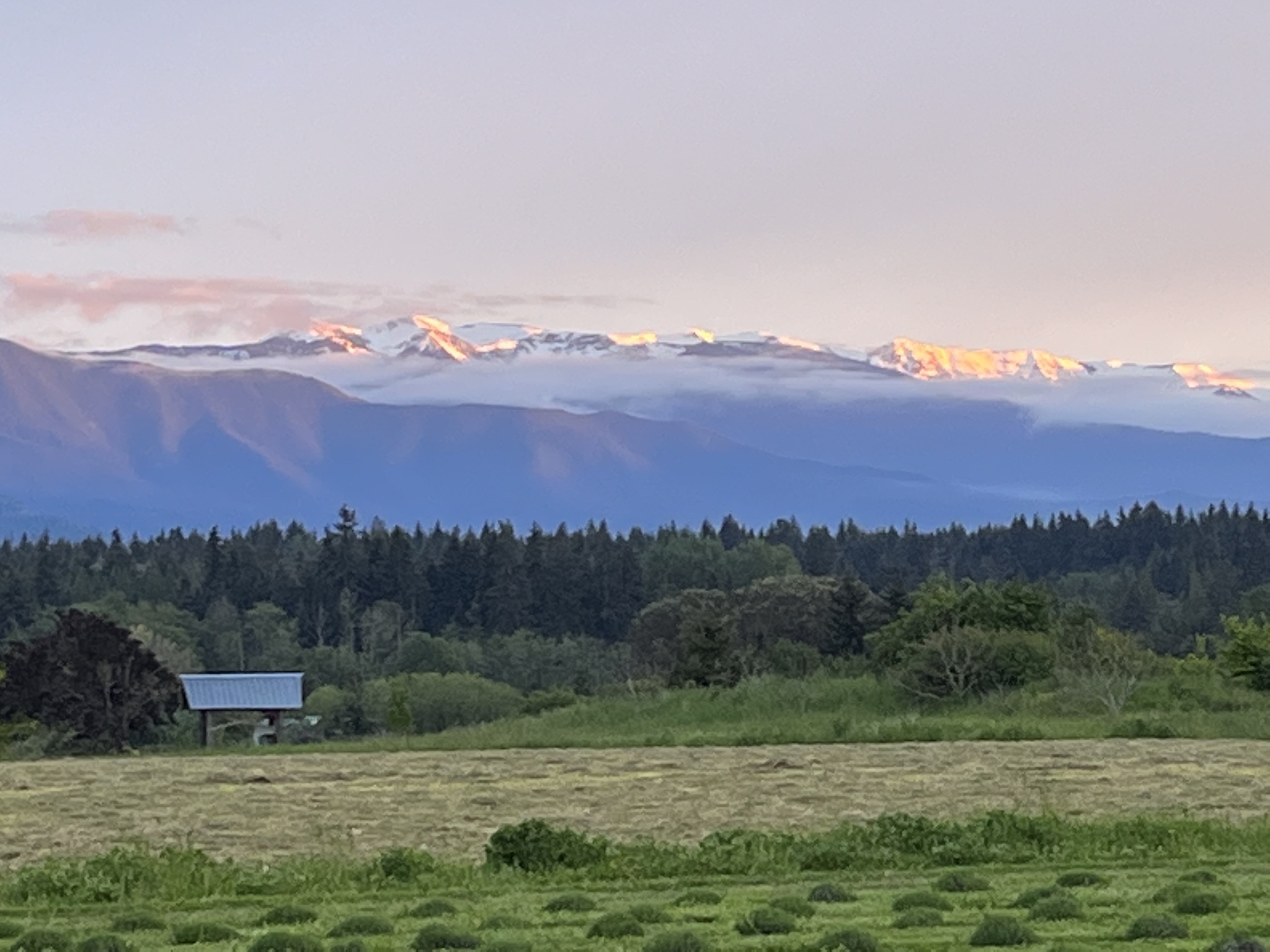 sequim lavender festival 2023 dates Home Rain Shadow Lavender Farm