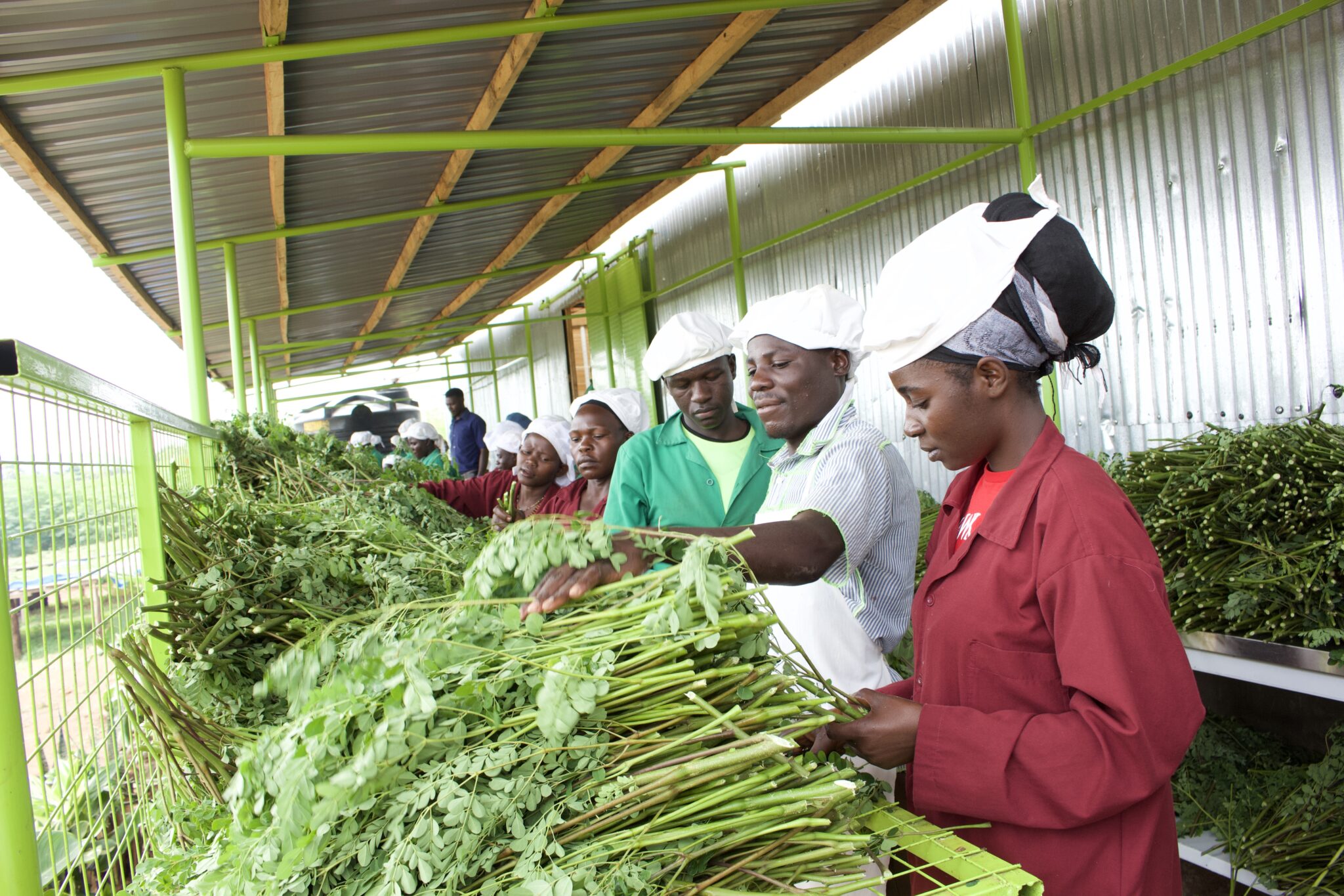 About RTF Raintree Farms Limited