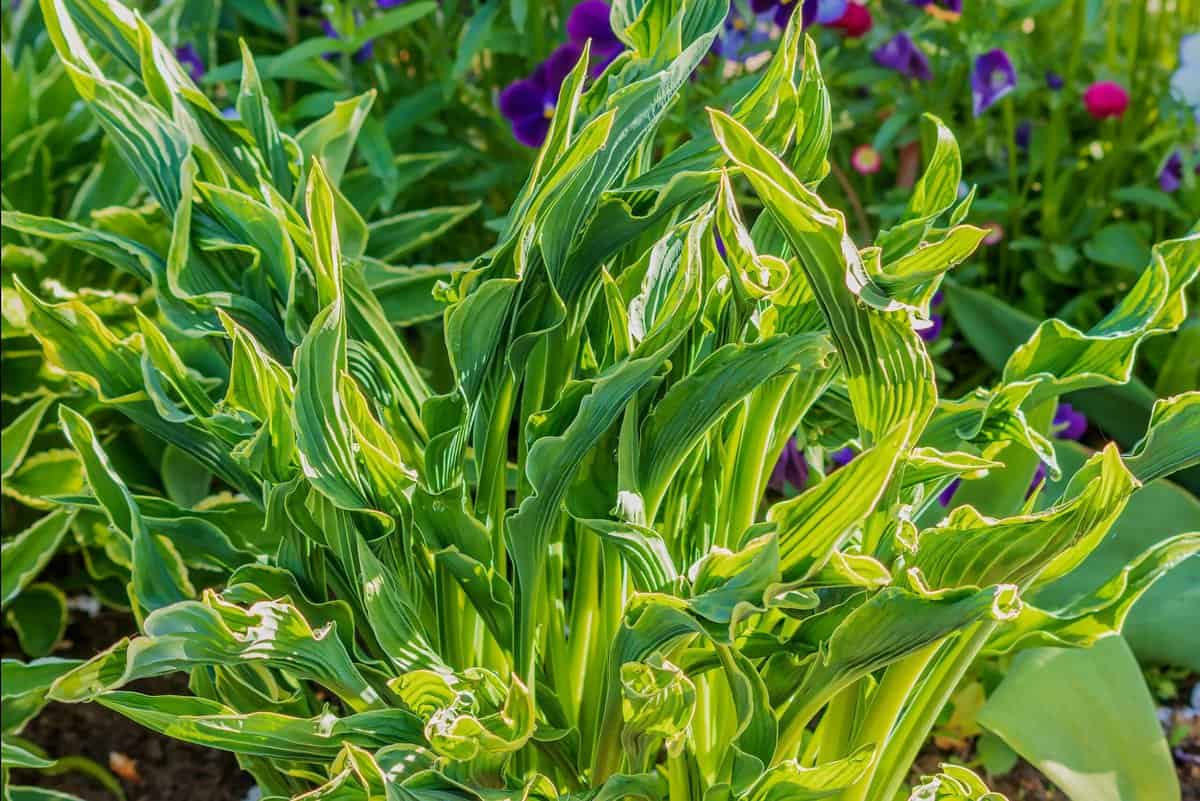 Praying Hands Hosta The Ultimate Guide