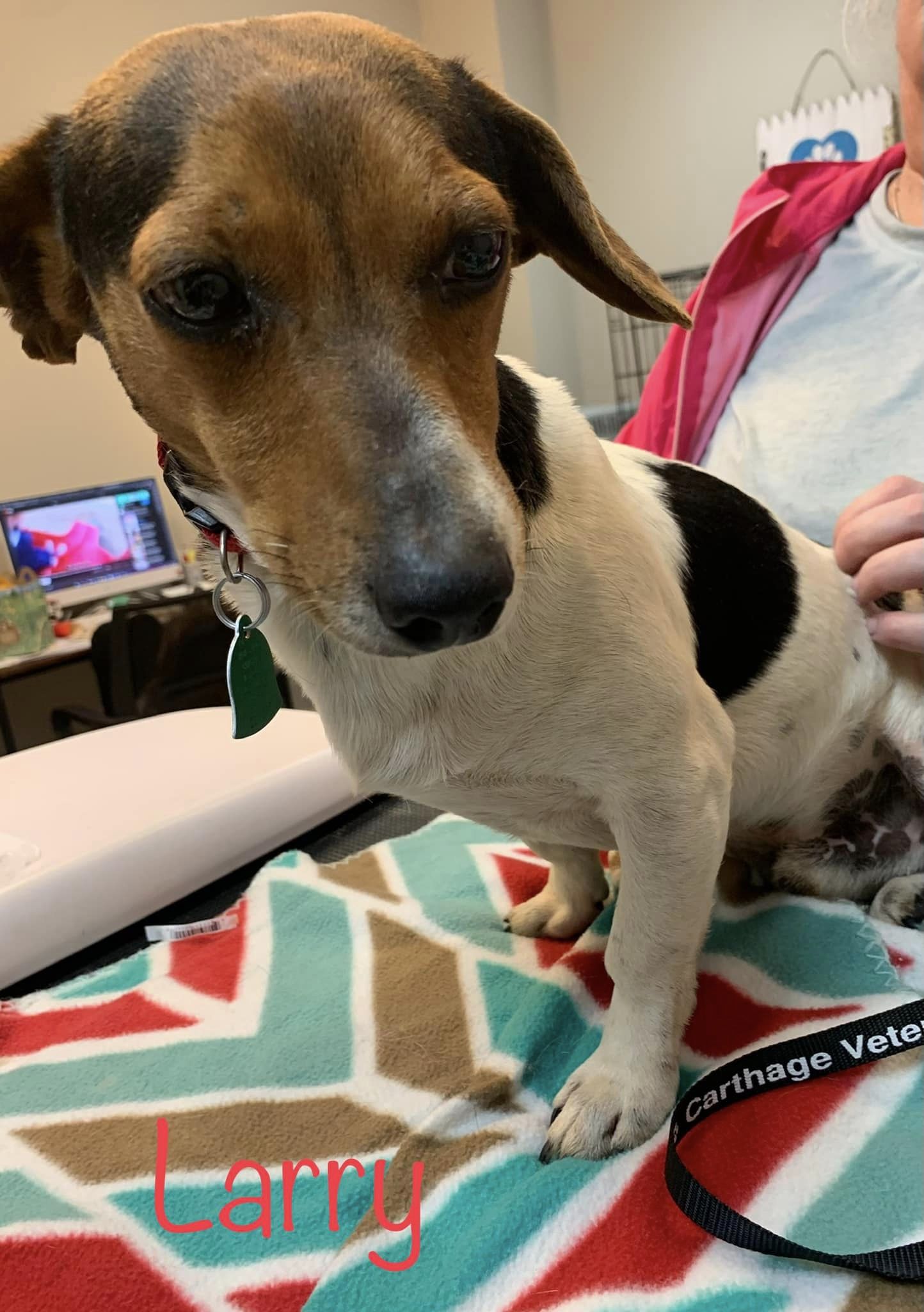 Larry Raintree Jacks Jack Russell Rescue