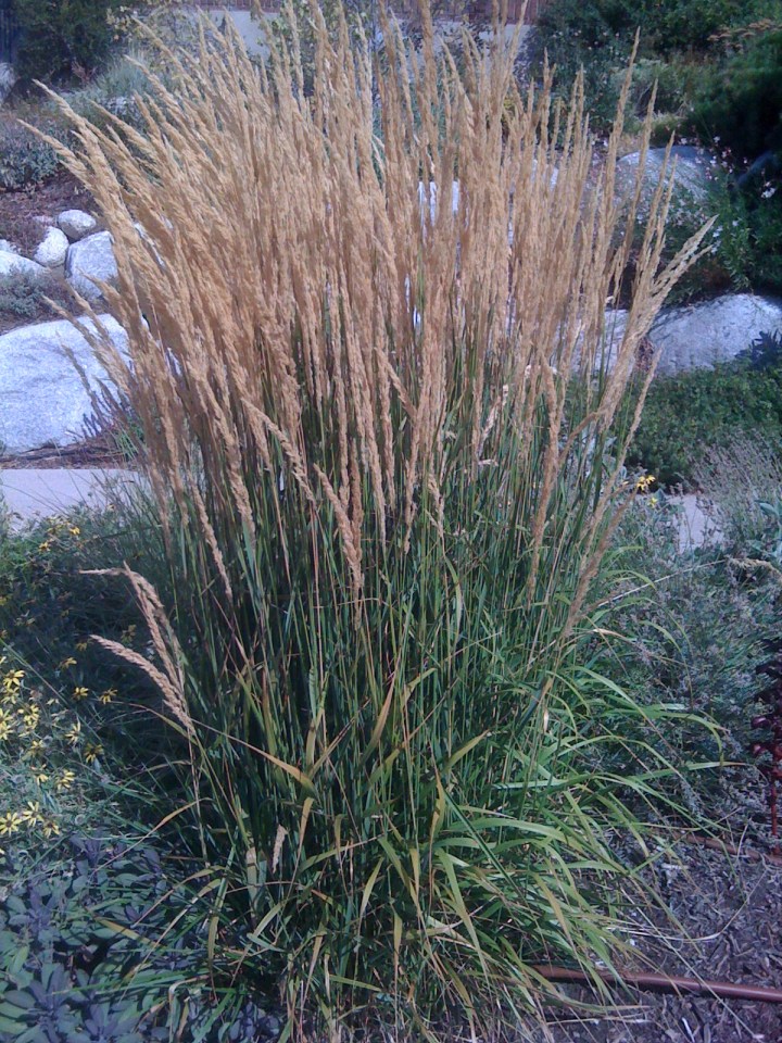 Feather Reed Grass Rainyleaf