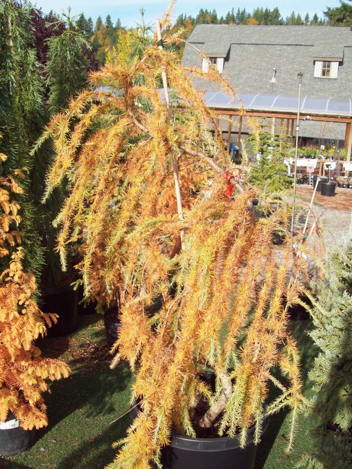 Deciduous Conifers Rainyleaf