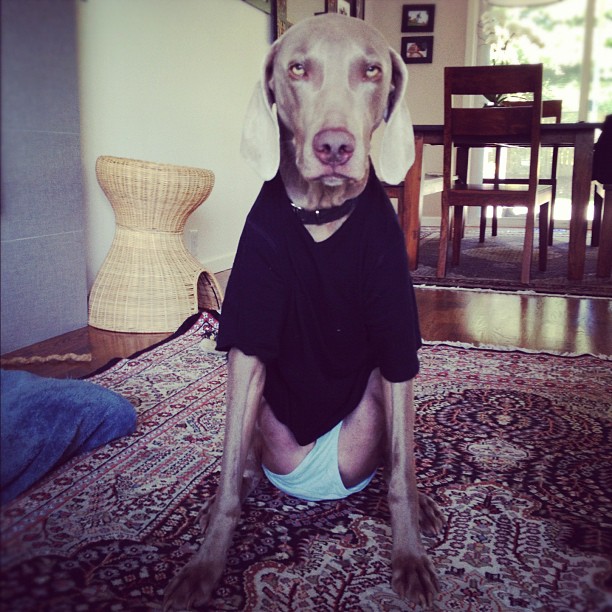 Rainypixels Dog in Panties