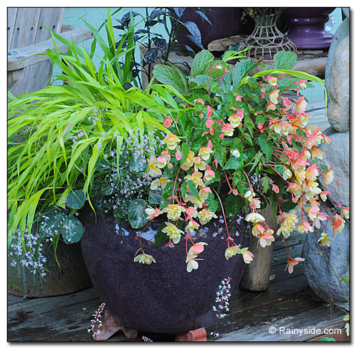 Energized Purple Pot Container Gardening
