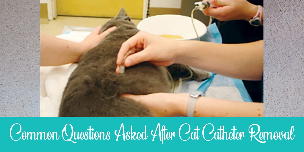 Cat Catheter Removed Recovery Questions) Raise a Cat