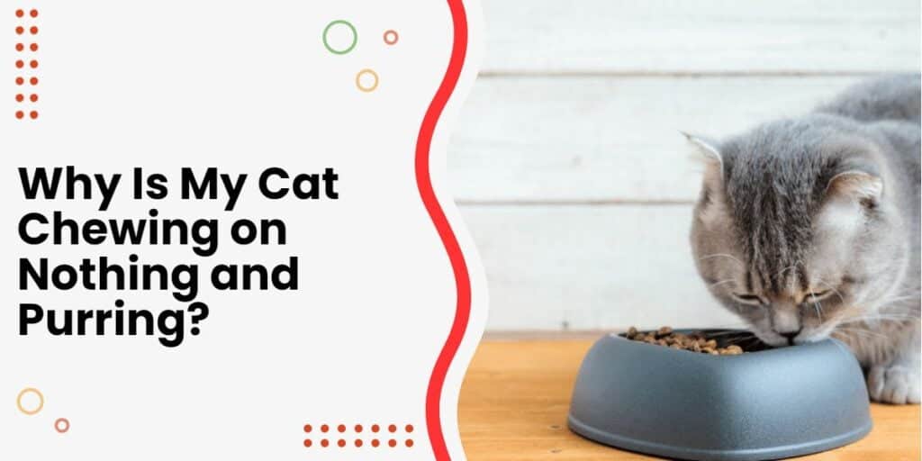 Why Is My Cat Chewing on Nothing and Purring? [6 Reasons]